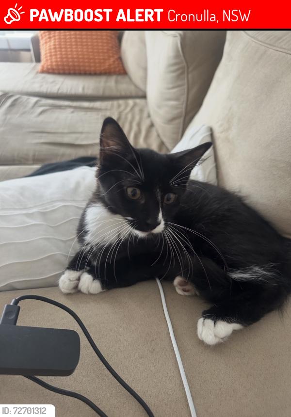 Lost Female Cat last seen Kingsway , Cronulla, NSW 2230