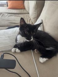 Lost Female Cat last seen Kingsway , Cronulla, NSW 2230