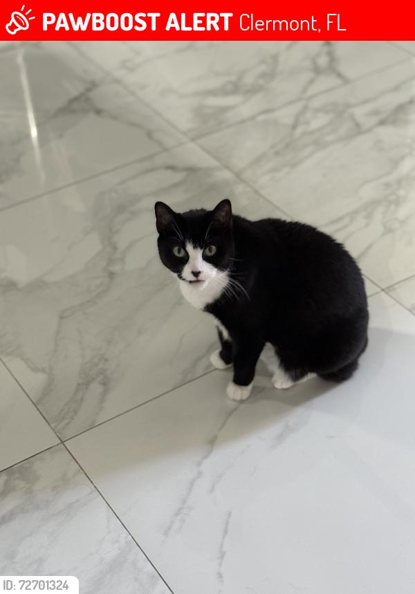 Lost Female Cat last seen Lanesboro ct Clermont, Clermont, FL 34711