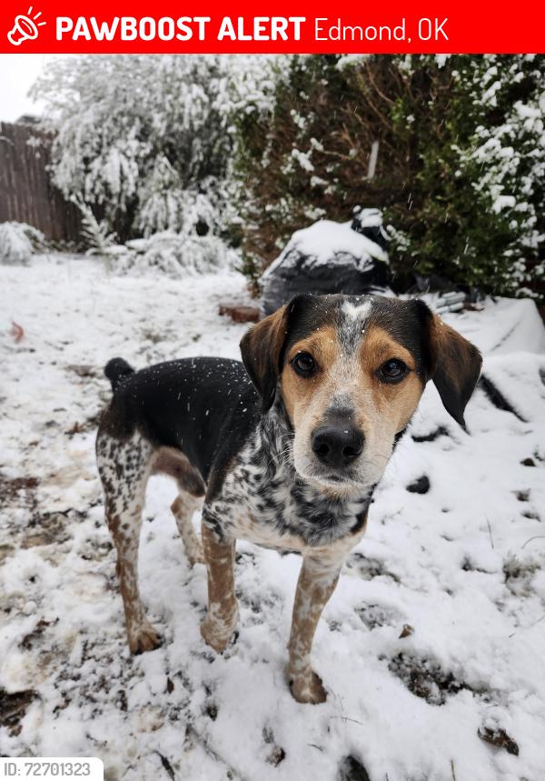 Lost Male Dog last seen The Valley edmond ok, Edmond, OK 73012