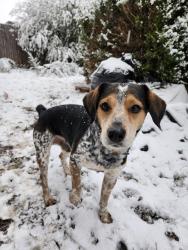 Lost Male Dog last seen The Valley edmond ok, Edmond, OK 73012