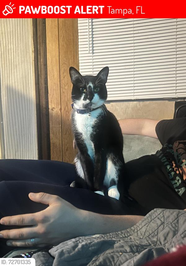 Lost Male Cat last seen Skipper Rd & Bearss , Tampa, FL 33613