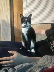 Lost Male Cat last seen Skipper Rd & Bearss , Tampa, FL 33613
