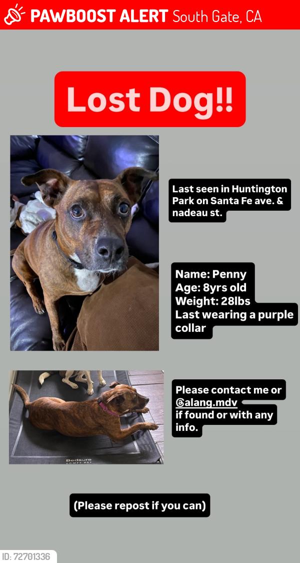 Lost Female Dog last seen Firestone and Santa Fe ave, South Gate, CA 90280