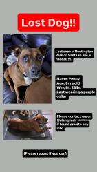 Lost Female Dog last seen Firestone and Santa Fe ave, South Gate, CA 90280