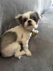 Lost Female Dog last seen 6st ave and bilby , Tucson, AZ 85706
