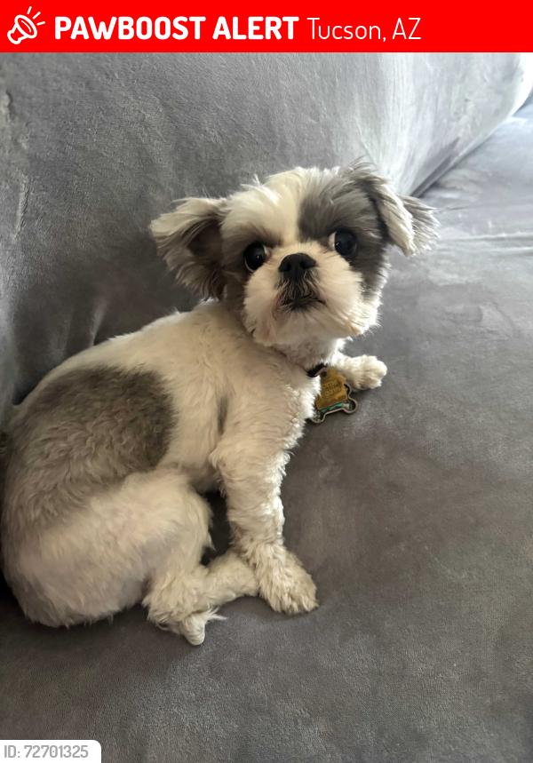 Lost Female Dog last seen 6st ave and bilby , Tucson, AZ 85706