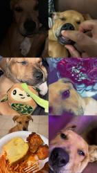 Lost Male Dog last seen Packsaddle, Fort Worth, TX 76108