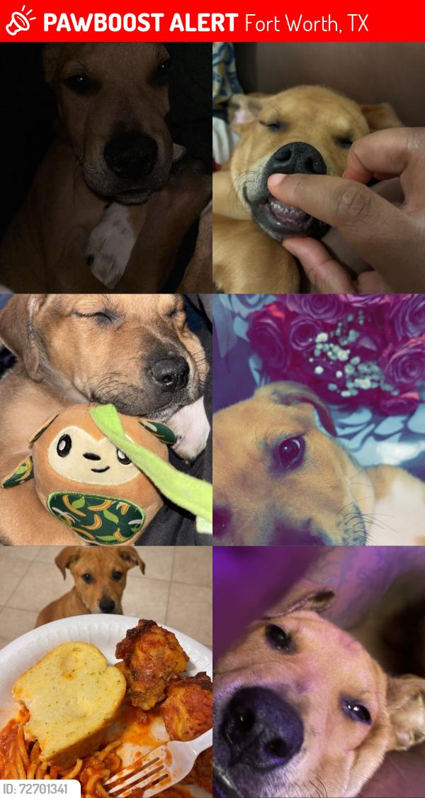Lost Male Dog last seen Packsaddle, Fort Worth, TX 76108