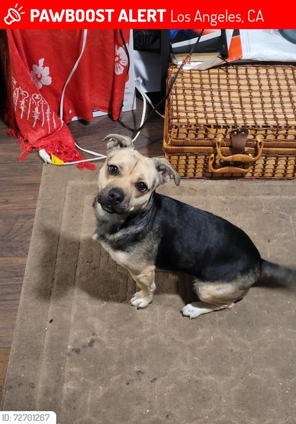 Lost Female Dog last seen Central/50th, Los Angeles, CA 90011