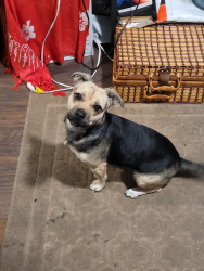 Lost Female Dog last seen Central/50th, Los Angeles, CA 90011