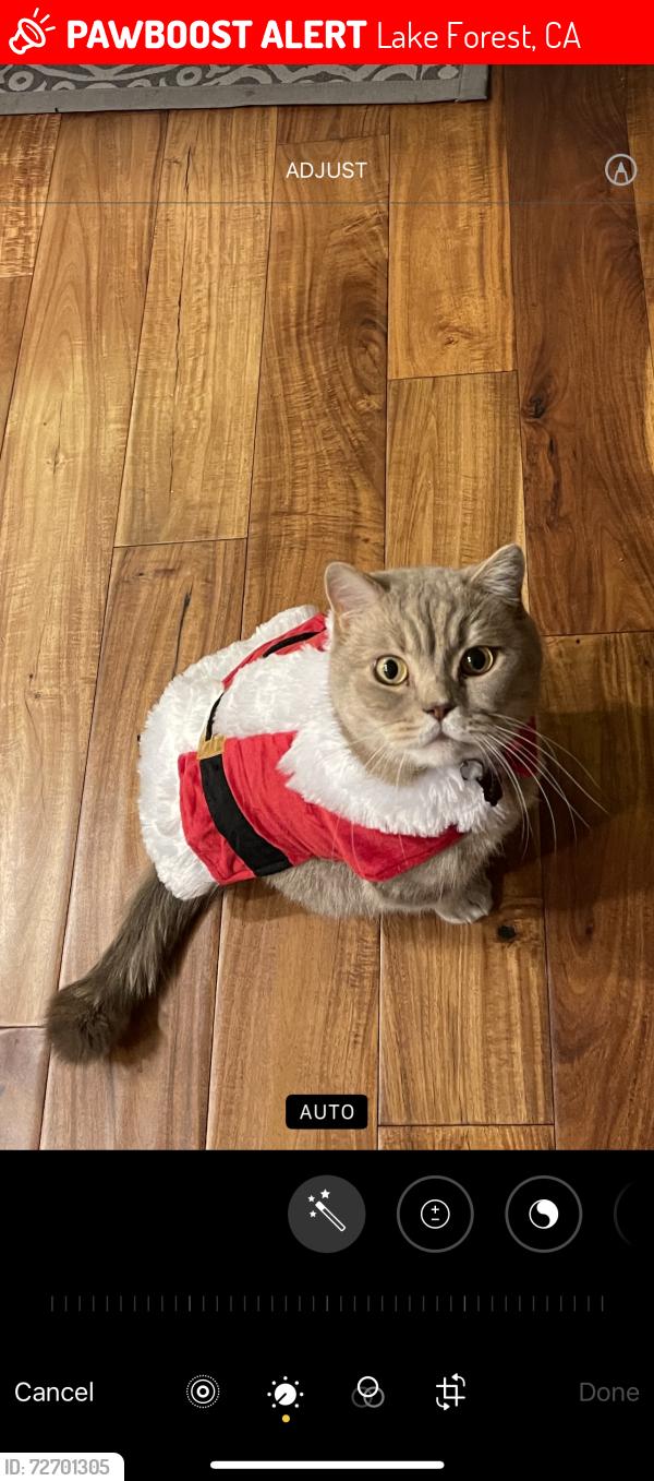 Lost Male Cat last seen Parkside and Regency , Lake Forest, CA 92630
