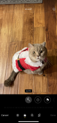 Lost Male Cat last seen Parkside and Regency , Lake Forest, CA 92630