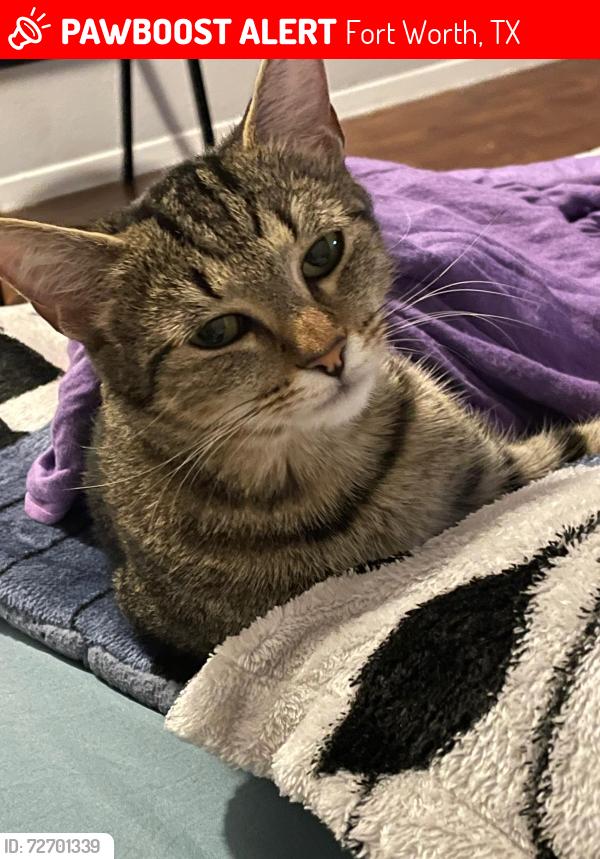 Lost Female Cat last seen Family pet care fort worth , Fort Worth, TX 76112