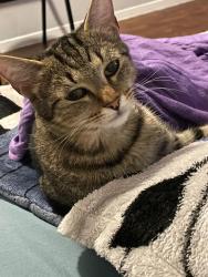 Lost Female Cat last seen Family pet care fort worth , Fort Worth, TX 76112