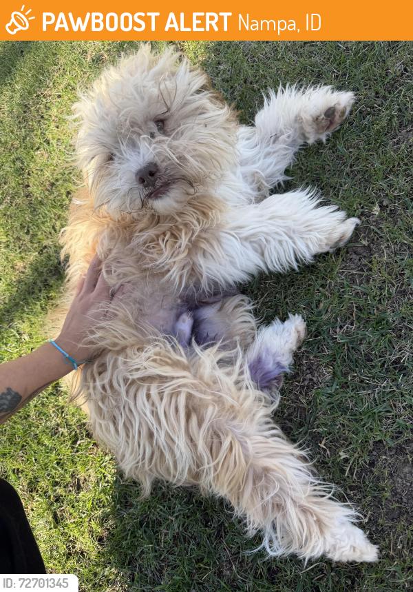 Found/Stray Male Dog last seen Kara Anne Ave., Nampa, ID 83686
