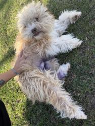 Found/Stray Male Dog last seen Kara Anne Ave., Nampa, ID 83686