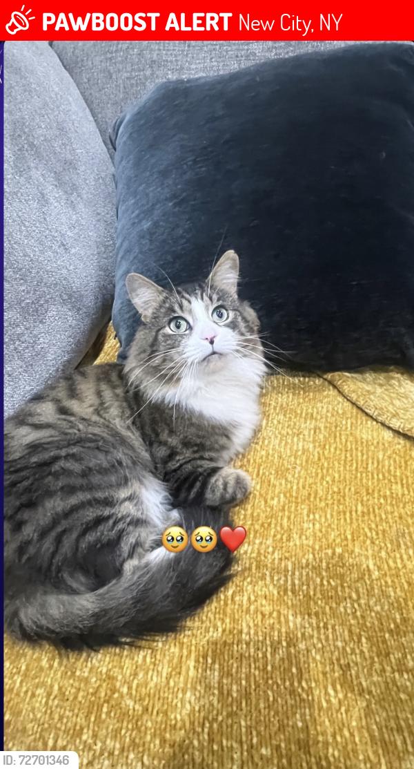 Lost Male Cat last seen Near n main st new city , New City, NY 10956