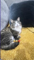 Lost Male Cat last seen Near n main st new city , New City, NY 10956