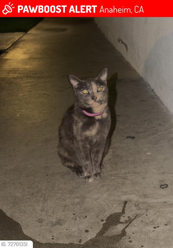 Lost Female Cat last seen Near S Knott Ave, Anaheim, CA 92804