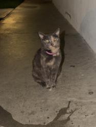 Lost Female Cat last seen Near S Knott Ave, Anaheim, CA 92804