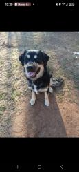 Lost Male Dog last seen Newcastle road and Dumas ave by the convenience store , Oklahoma City, OK 73119
