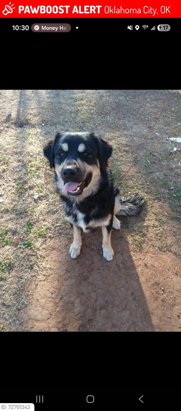 Lost Male Dog last seen Newcastle road and Dumas ave by the convenience store , Oklahoma City, OK 73119