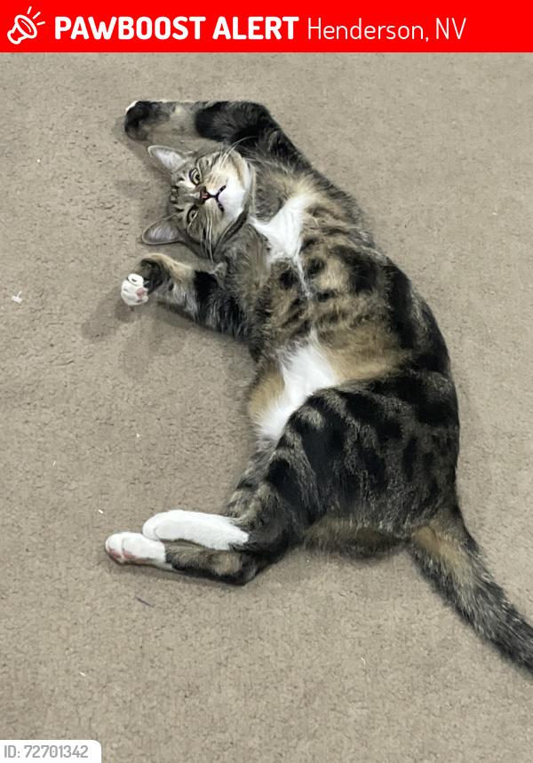 Lost Male Cat last seen Section 27, Henderson, NV 89002