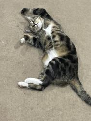 Lost Male Cat last seen Section 27, Henderson, NV 89002