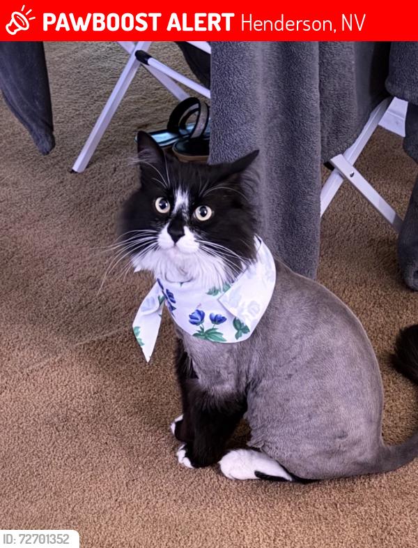 Lost Male Cat last seen Via Nandina Place, Henderson, NV 89011