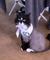 Lost Male Cat last seen Via Nandina Place, Henderson, NV 89011