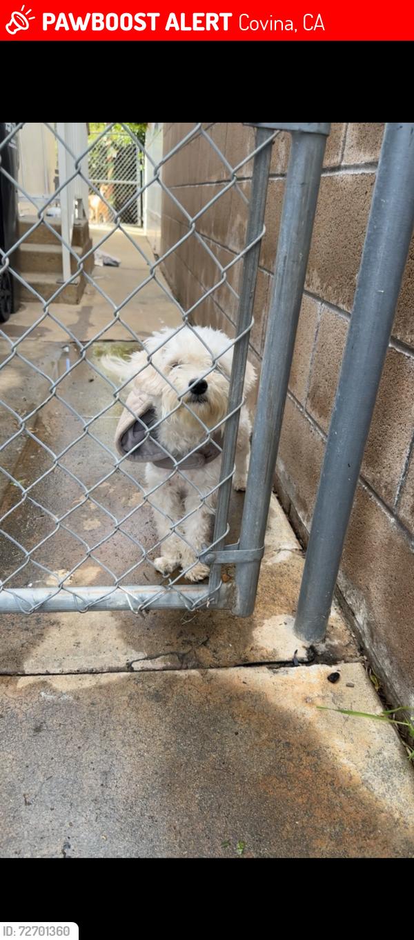 Lost Female Dog last seen Badillo, Covina, CA 91723