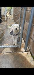 Lost Female Dog last seen Badillo, Covina, CA 91723
