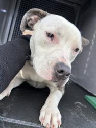 Shelter Stray Female Dog last seen Near N 28th ST, Seattle, WA, 2061 15th Ave W, Seattle, WA 98119, USA