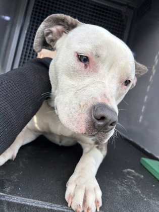Shelter Stray Female Dog last seen Near N 28th ST, Seattle, WA, 2061 15th Ave W, Seattle, WA 98119, USA