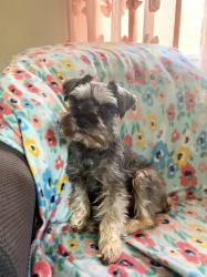 Lost Female Dog last seen Gees Grove Rd, Siler City, NC 27344