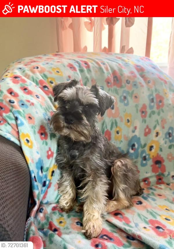 Lost Female Dog last seen Gees Grove Rd, Siler City, NC 27344