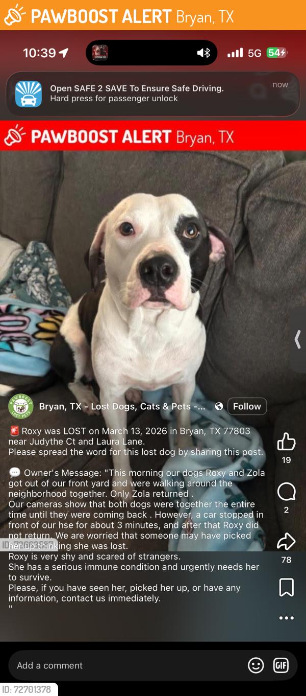 Found/Stray Unknown Dog last seen It was near exiting from highway 6 3917 Elaine Dr Bryan, TX  77808 United States, Bryan, TX 77808