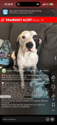 Found/Stray Unknown Dog last seen It was near exiting from highway 6 3917 Elaine Dr Bryan, TX  77808 United States, Bryan, TX 77808