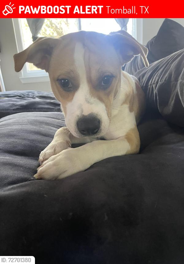 Lost Female Dog last seen Spring cypress and Eldridge , Tomball, TX 77377