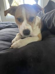 Lost Female Dog last seen Spring cypress and Eldridge , Tomball, TX 77377