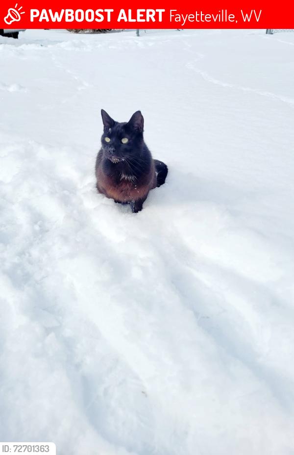 Lost Male Cat last seen Fayetteville High School, Fayetteville, WV 25840