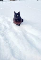 Lost Male Cat last seen Fayetteville High School, Fayetteville, WV 25840