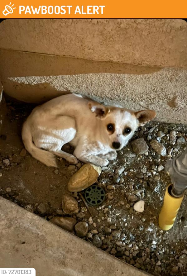 Found/Stray Male Dog last seen Day Creek & Sugar Gum, Rancho Cucamonga, CA 91739
