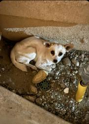 Found/Stray Male Dog last seen Day Creek & Sugar Gum, Rancho Cucamonga, CA 91739