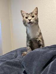 Lost Male Cat last seen Lynnhaven woods park, Virginia Beach, VA 23452