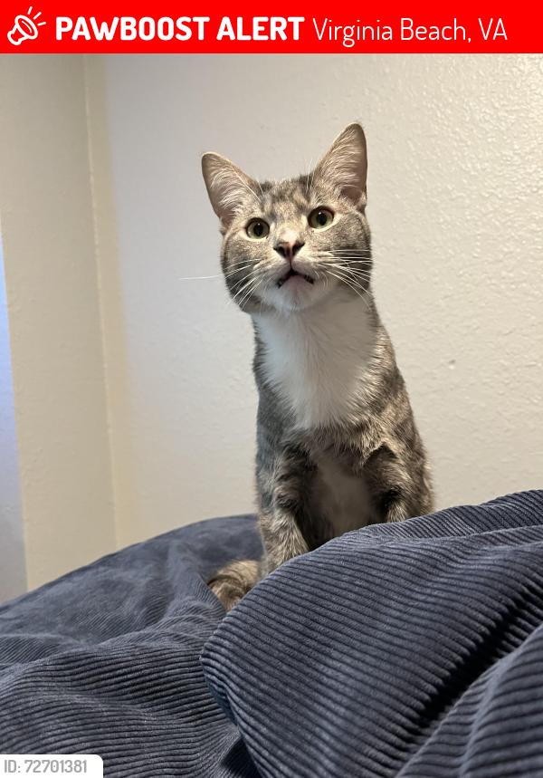 Lost Male Cat last seen Lynnhaven woods park, Virginia Beach, VA 23452