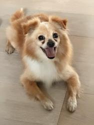 Found/Stray Male Dog last seen Wilshire and La brea, Los Angeles, CA 90005