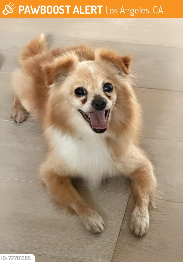 Found/Stray Male Dog last seen Wilshire and La brea, Los Angeles, CA 90005