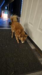 Found/Stray Female Dog last seen Gowan and rainbow , Las Vegas, NV 89108